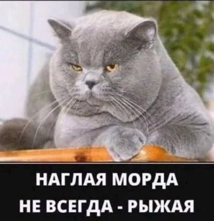 НАГЛАЯ МОРДА НЕ ВСЕГДА - РЫЖАЯ