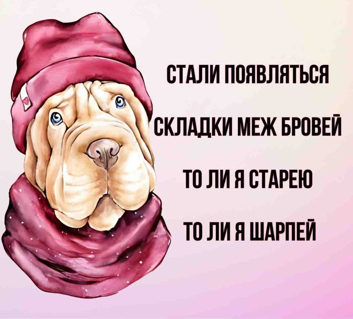 Стали появляться складки меж бровей то ли я старею то ли я шарпеёй