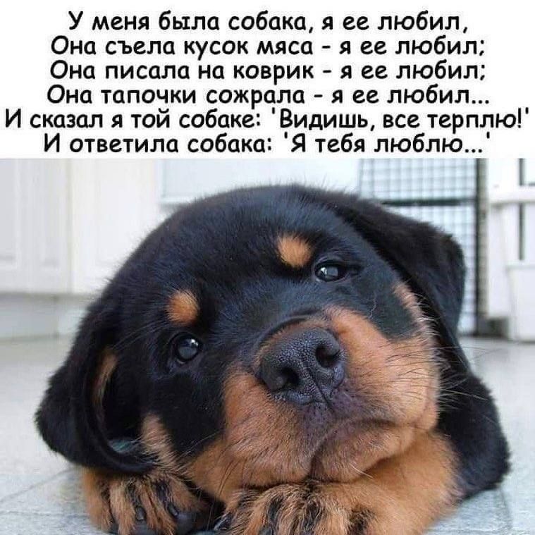У меня была собака, я ее любил, Она съела кусок мяса - я ее любил; Она писала на коврик - я ее любил; Она тапочки сожрала - я ее любил... И сказал я той собаке: Видишь, все терплю! И ответила собака: 'Я тебя люблю...'