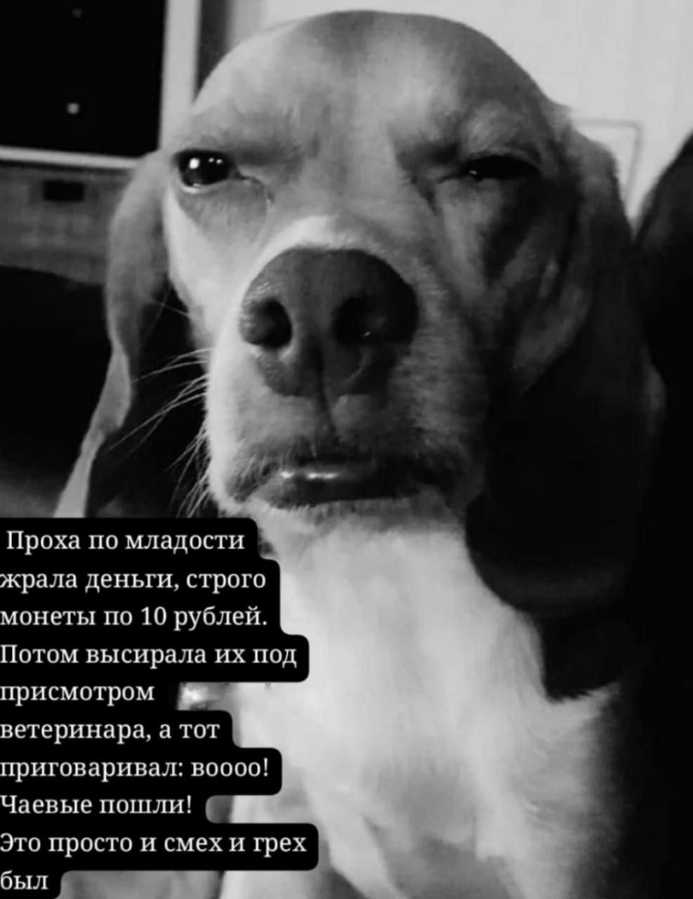 Проха по молодости крала деньги, строго монеты по 10 рублей. Потом высирала их под присмотром ветеринара, а тот приговаривал: boooo! Чаевые пошли! Это просто и смех и грех был