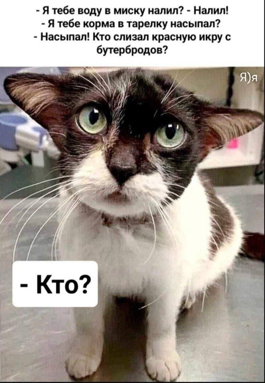 - Я тебе воду в миску налил? - Налил!
- Я тебе корм в тарелку насыпал? - Насыпал!
- Насыпал! Кто слезал красную икру с бутербродов?
- Кто?