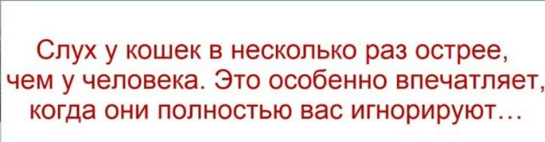 Слух у кошек в несколько раз острее, чем у человека. Это особенно впечатляет, когда они полностью вас игнорируют...