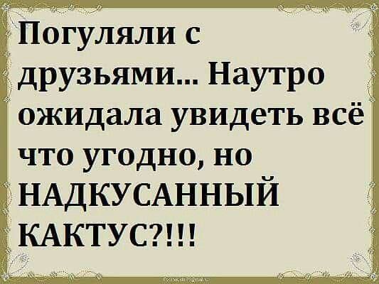 Погуляли с друзьями... Наутро ожидала увидеть всё что угодно, но НДКУСАННЫЙ КАКТУС???