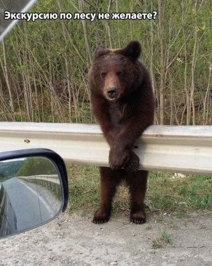 Экскурсию по лесу не желаете?