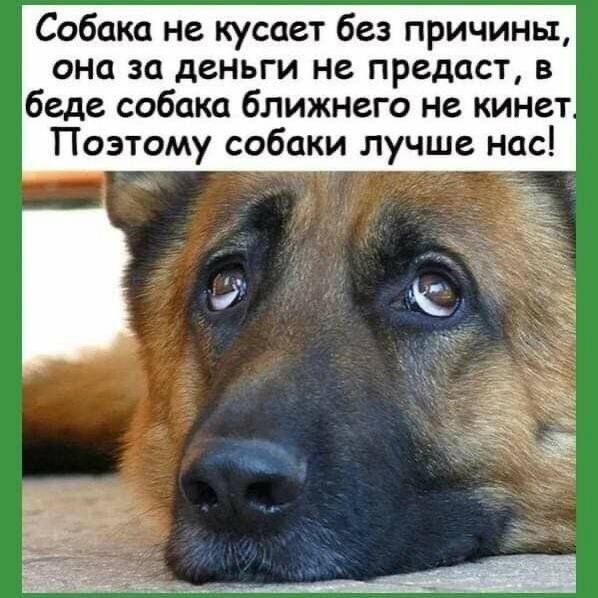 Собака не кусает без причины, она за деньги не предаст, в беде собака ближнего не кинет. Поэтому собаки лучше нас!