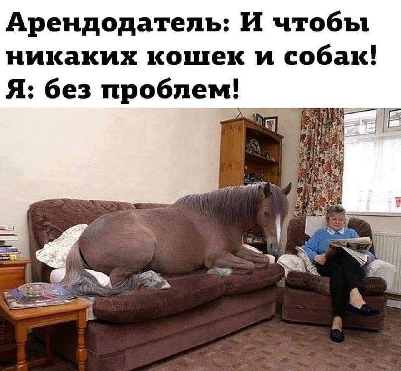 Арендодатель: И чтобы никаких кошек и собак! Я: без проблем!