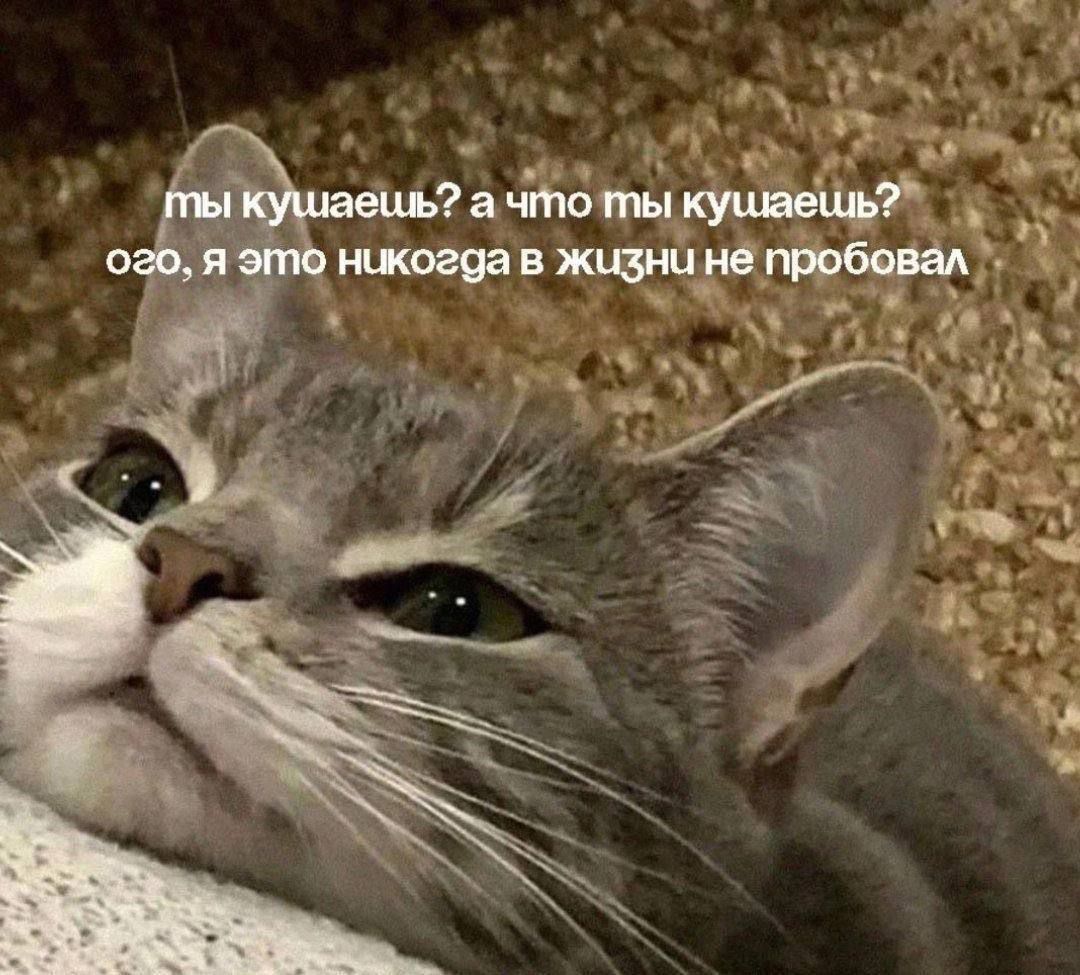 мы кушаешь? а что ты кушаешь? ого, я это никогда в жизни не пробовал