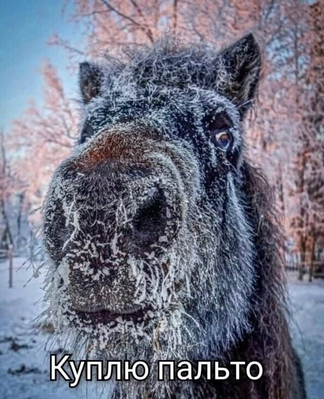 Куплю пальто