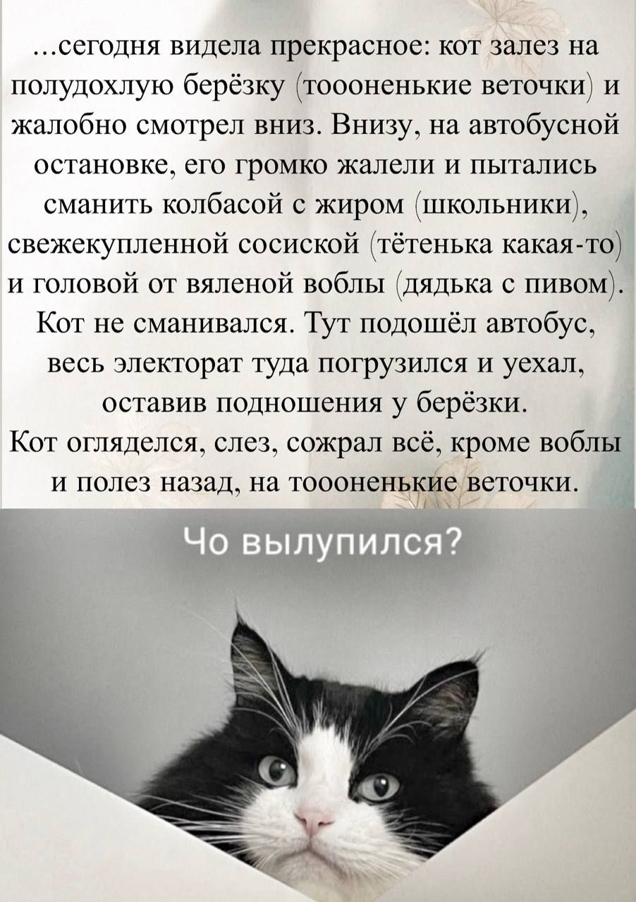 ...сегодня увидела прекрасное: кот залез на полудохлую берёзку (тооненькие веточки) и жалобно смотрел вниз. Внизу, на автобусной остановке, его громко жалели и пытались сманить колбасой с жиром (школьники), свежекупленной сосиской (тётенька какая‑то) и головой от вяленой воблы (дядька с пивом). Кот не сманивался. Тут подошёл автобус, и кот остался на веточке. Что выпупился?