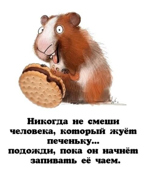 Никогда не смеши человека, который жуёт печеньку... подожди, пока он начнёт запивать её чаем.