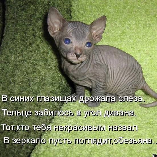 В синих глазах дрожала слеза. Телецe забилось в угол дивана. Тот, кто тебя некрасивым назвал, в зеркало пусть поглядит, обезьяна.