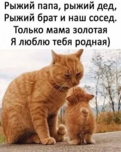 Рыжий папа, рыжий дед, Рыжий брат и наш сосед. Только мама золотая Я люблю тебя родная)