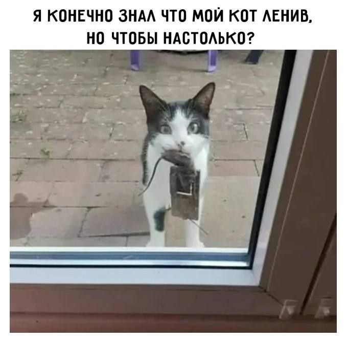 Я КОНЕЧНО ЗНАЛ ЧТО МОЙ КОТ ЛЕНИВ, НО ЧТОБЫ НАСТОЛЬКО? Кот принес мертвую мышь в мышеловке к двери.