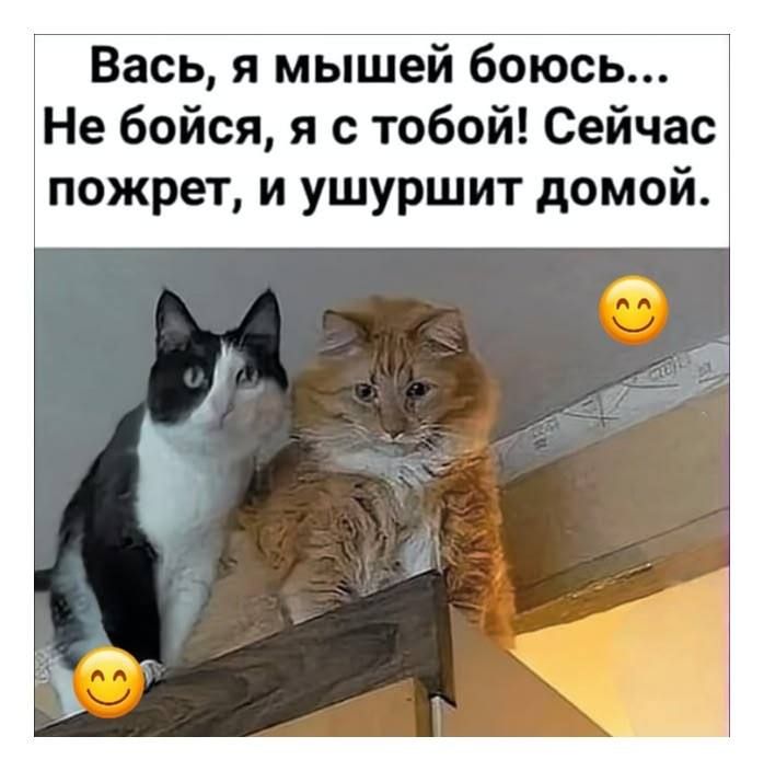 Вась, я мышей боюсь... Не бойся, я с тобой! Сейчас пожрет, и ушуршит домой.