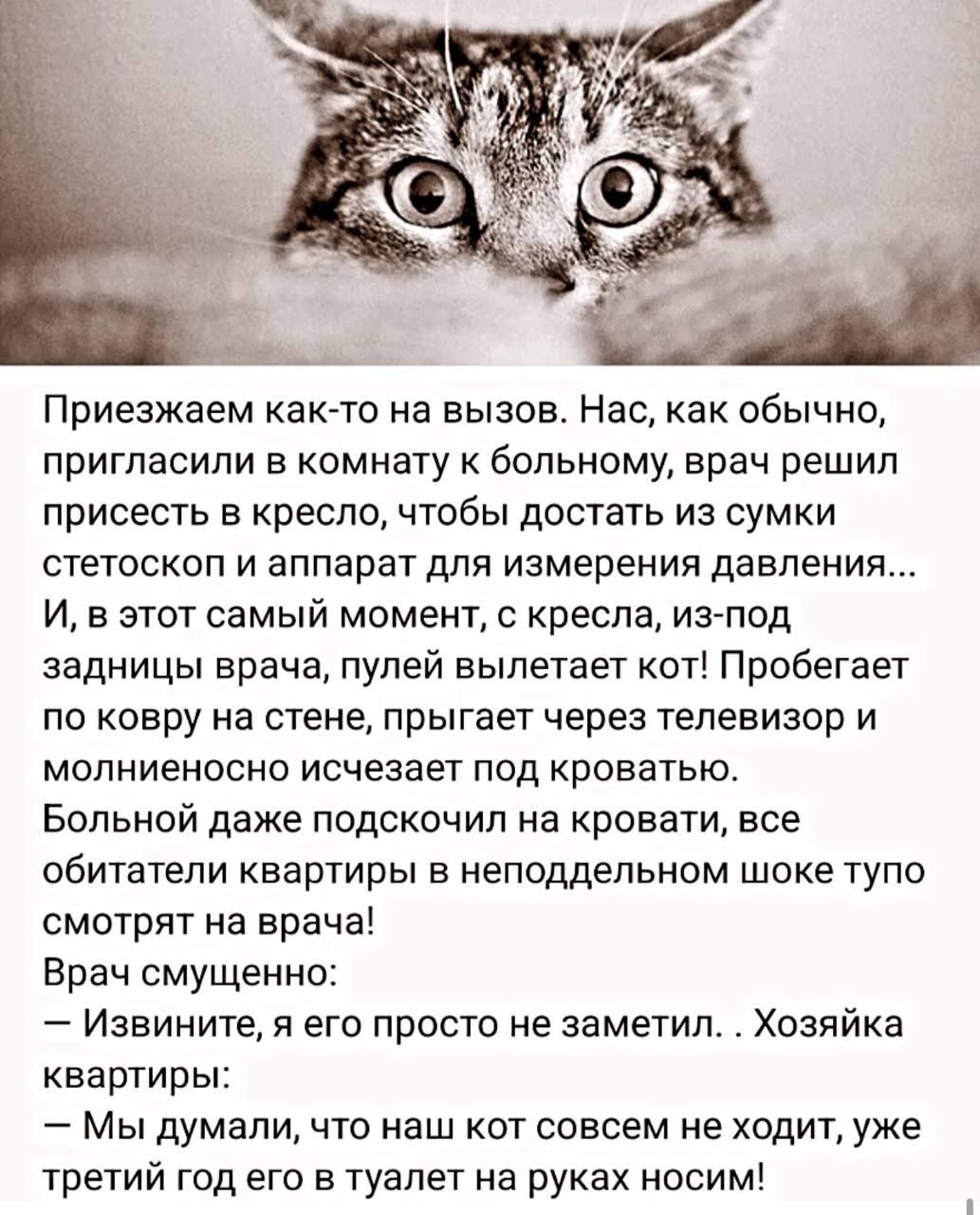 Приезжаем как-то на вызов. Нас, как обычно, пригласили в комнату к больному, врач решил присесть в кресло, чтобы достать из сумки стетоскоп и аппарат для измерения давления... И, в этот самый момент, с кресла, из-под задницы врача, пулей вылетает кот! Пробегает по ковру на стене, прыгает через телевизор и молниеносно исчезает под кроватью. Больной