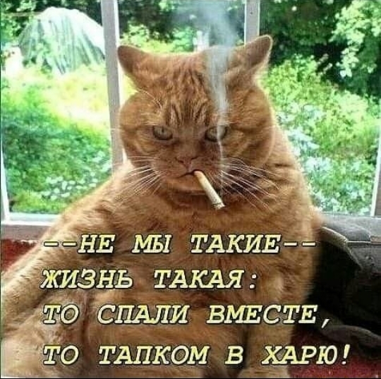 ЁЁЁПАПИ ВЬШСТЕ 150 ТАПКОМ в РЮ