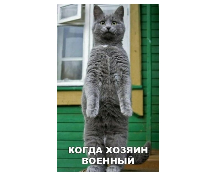 когдА хозяин вовнный