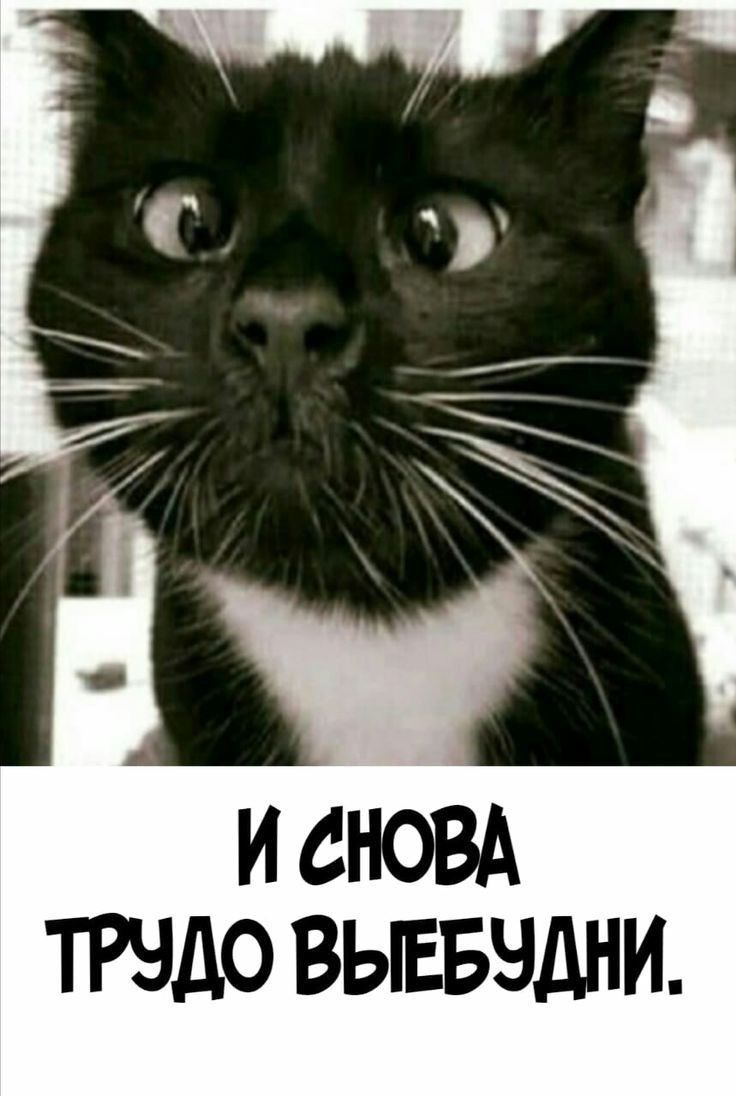 И СНОВА ТРНДО ВЬЕБНДНИ