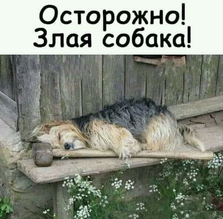 Осторожно Злая собака