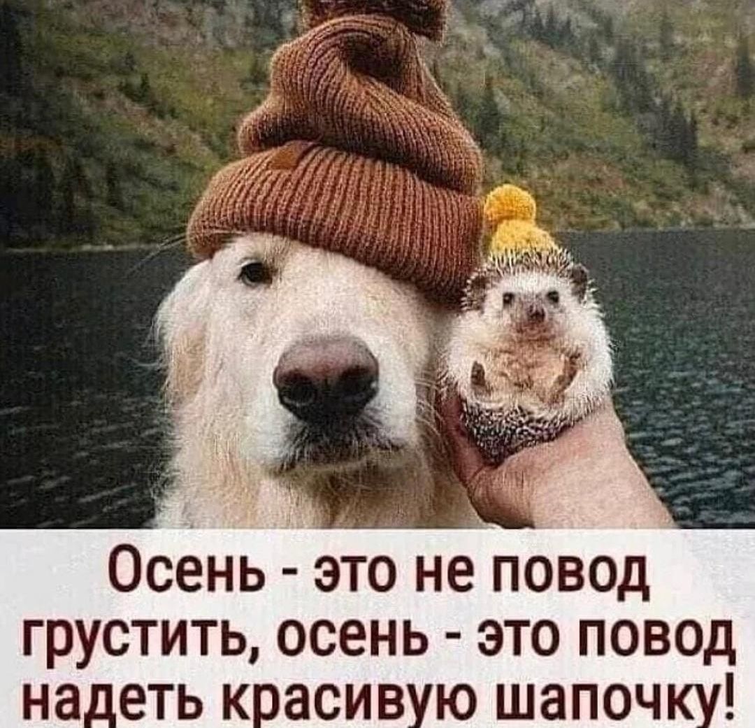 Осень это не повод грустить осень это повод на_еть к асив ю шапоч