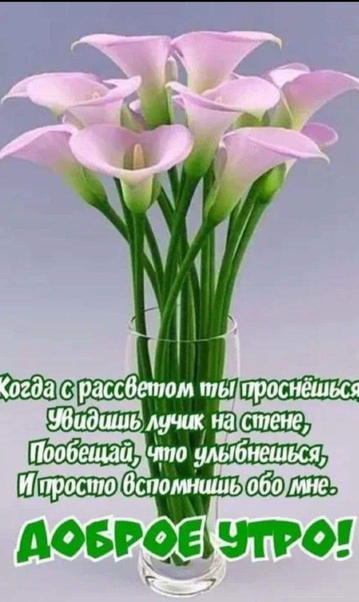 повидал га