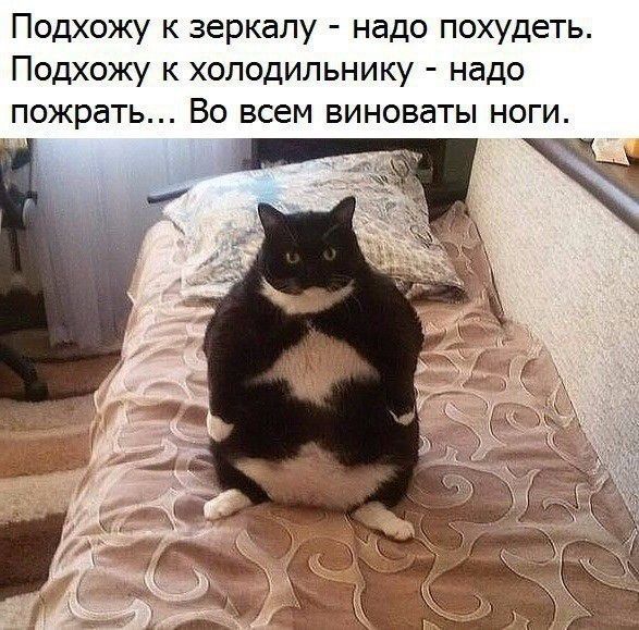 Подхожу к зеркалу надо похудеть Подхожу к холодильнику надо пожрать Во всем виноваты ноги