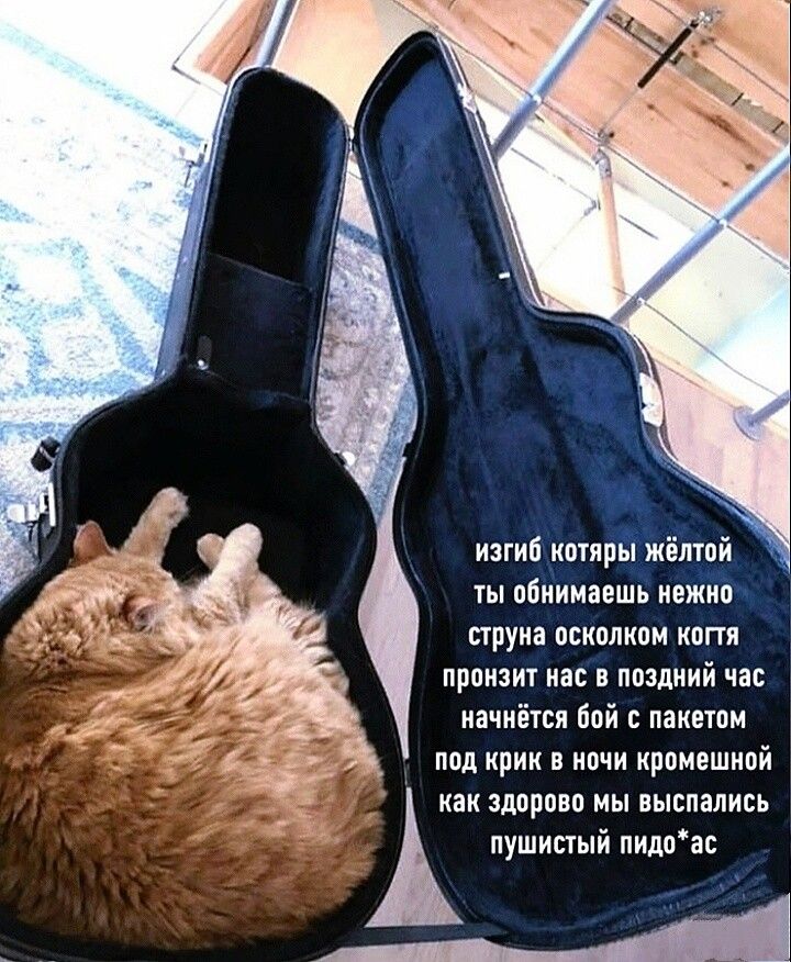 изгиб нотярй жёлтой ты обнимаешь нежно струна осколком копя пронзит нас в поздний час начнётся бой с пакетом под крик в ночи кромешной как здорово мы выспались пушистый пидоас