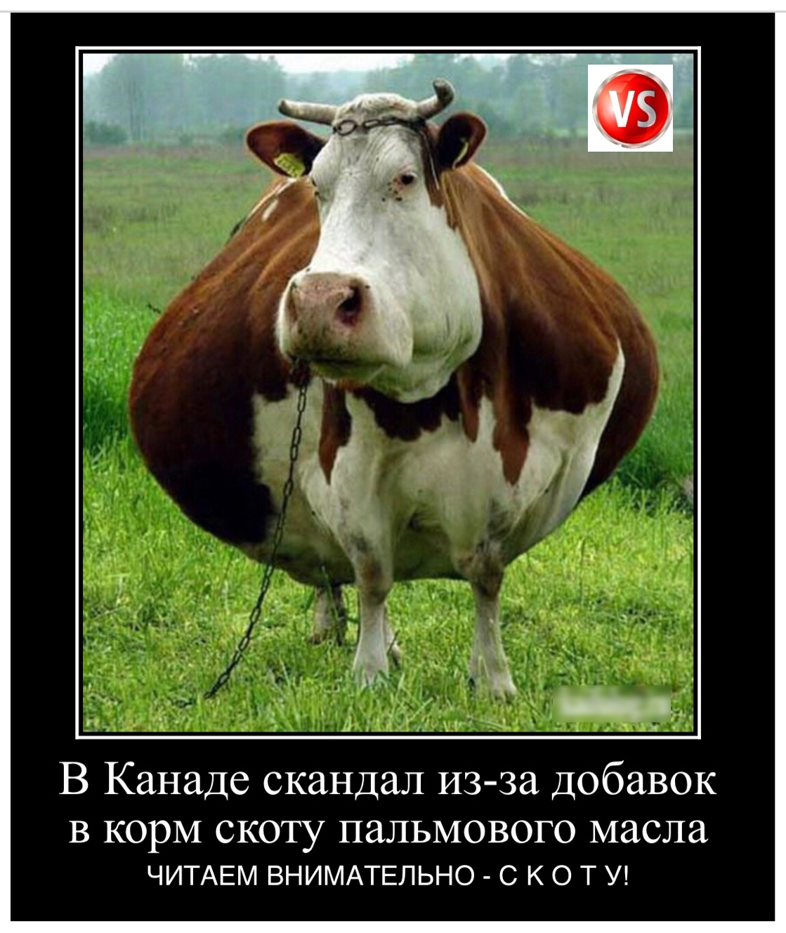 д В Канаде скандал ИЗ за добавок В корм скоту пальмового масла ЧИТАЕМ ВНИМАТЕЛЬНО С К О Т У