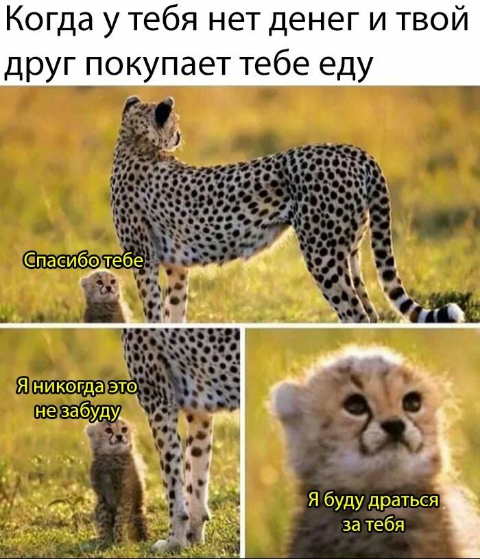 Когда у тебя нет денег и твой друг покупает тебе еду