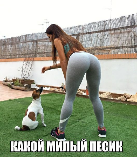 Какой милый песик