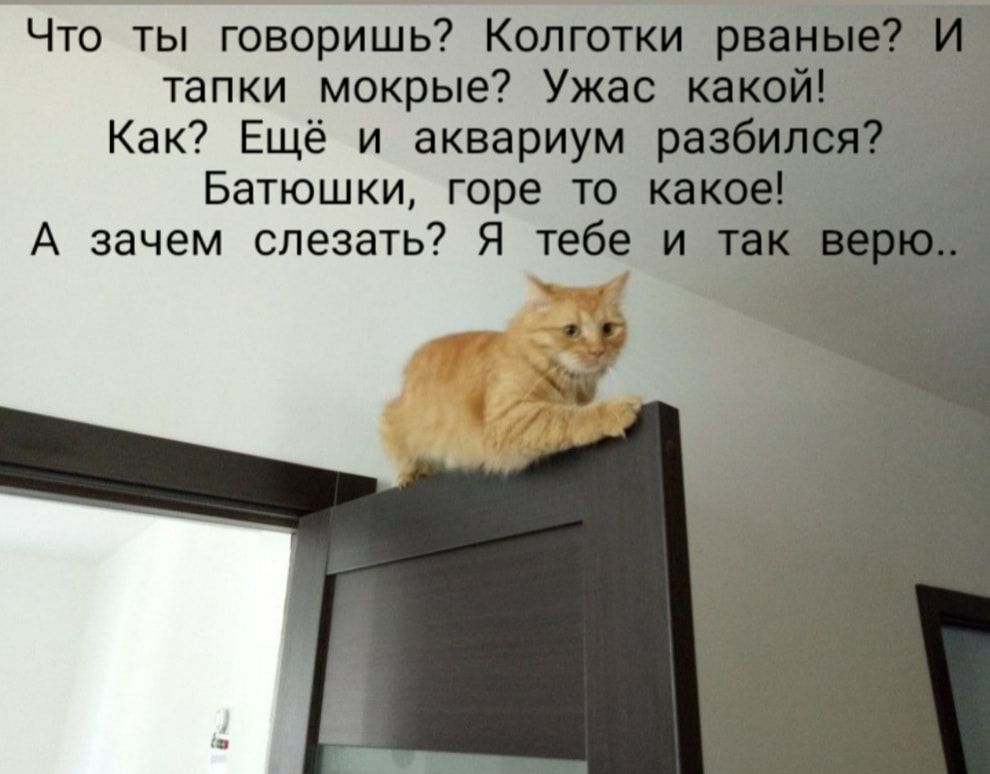 Что ты говоришь Колготки рв тапки мокрые Ужас как Как Ещё и аквариум разб Батюшки горе то как А зачем слезать Я тебе и