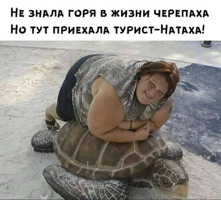 НЕ ЗНАЛА ГОРЯ В ЖИЗНИ ЧЕРЕПАХА Но тут привхдлд турист Ндтдхд _