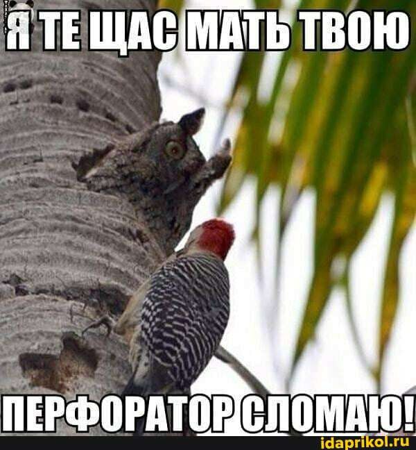 ЁТЕ щие мштьтвою ііщвігйіогдтоіг еппмдюі Шарпйаіги