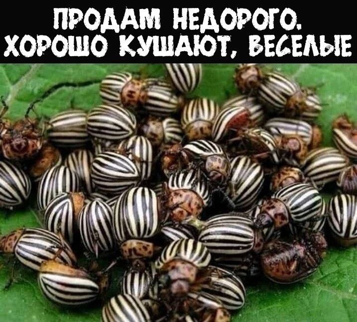 ПРОДАМ НЕДОРОГО хорошо КУШАЮТ БЕБЕАЬ