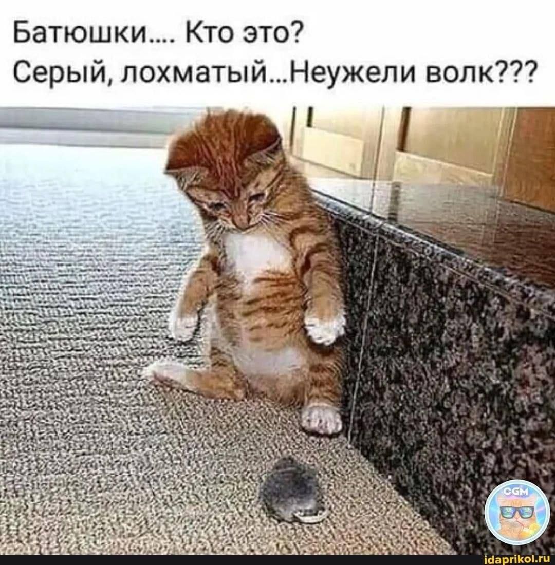 Батюшки Кто это Серый лохматыйНеужели волк г іба гіКоМц