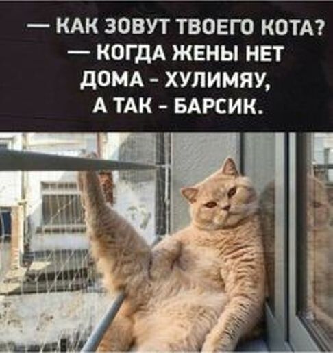 КАК ЗОВУТ ТВОЕГО КОТА КОГДА ЖЕНЫ НЕТ дОМА ХУЛИМЯУ А ТАК БАРСИК