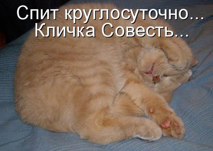Спит круглосуточно Кличка Совесть