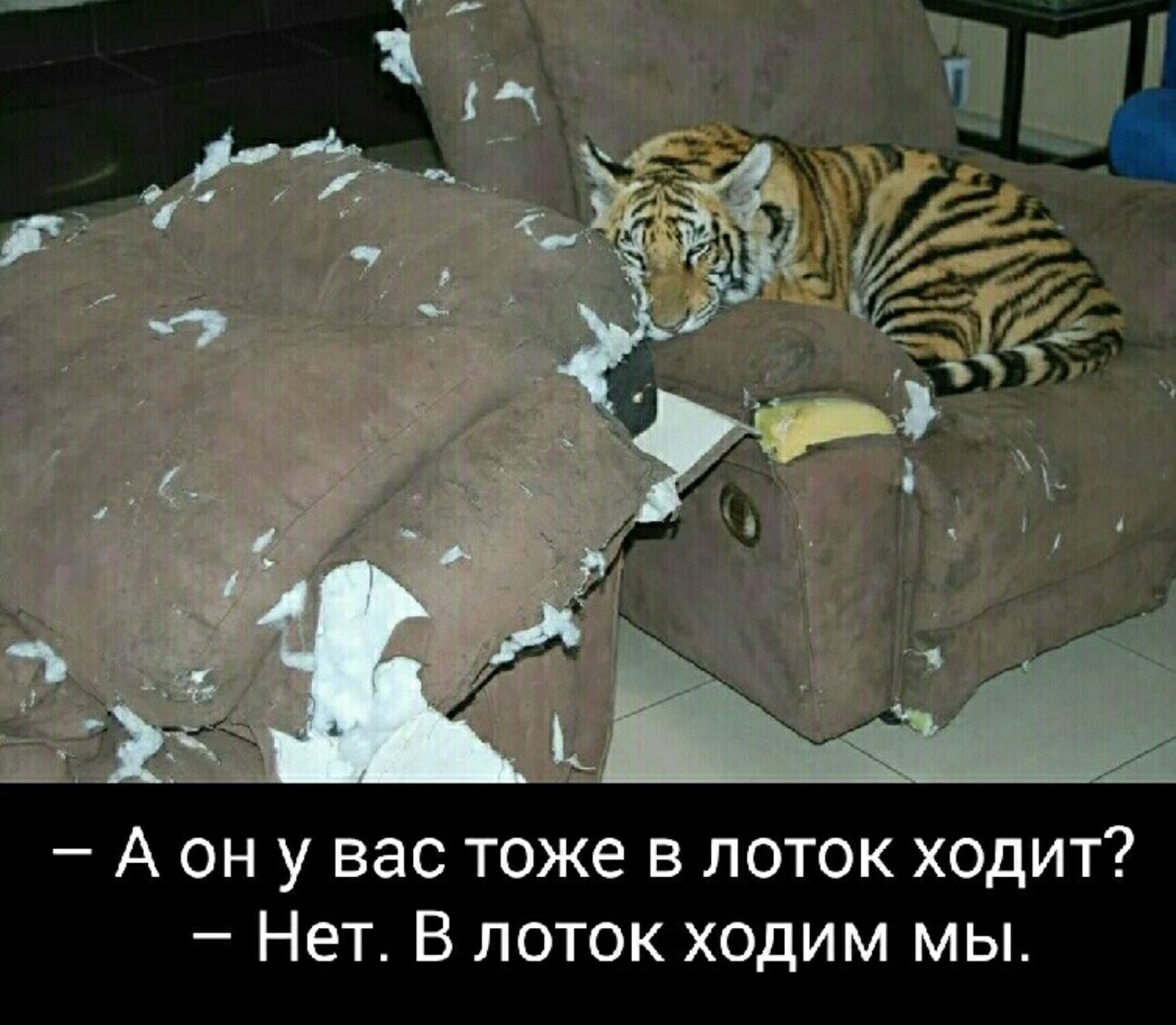 А он у вас тоже в поток ходит Нет В лоток ходим мы