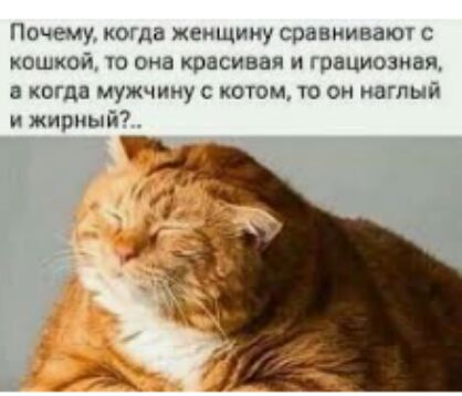 Почему когда жеищину сранкивакл кошкой 10 она красивая гоациозиая когда мужчину когом то он наглый и жирный