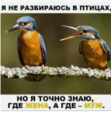 Я НЕ РАЗБИРАЮСЬ В ПТИЦАХ но я точно этиш где ним А где _ тп