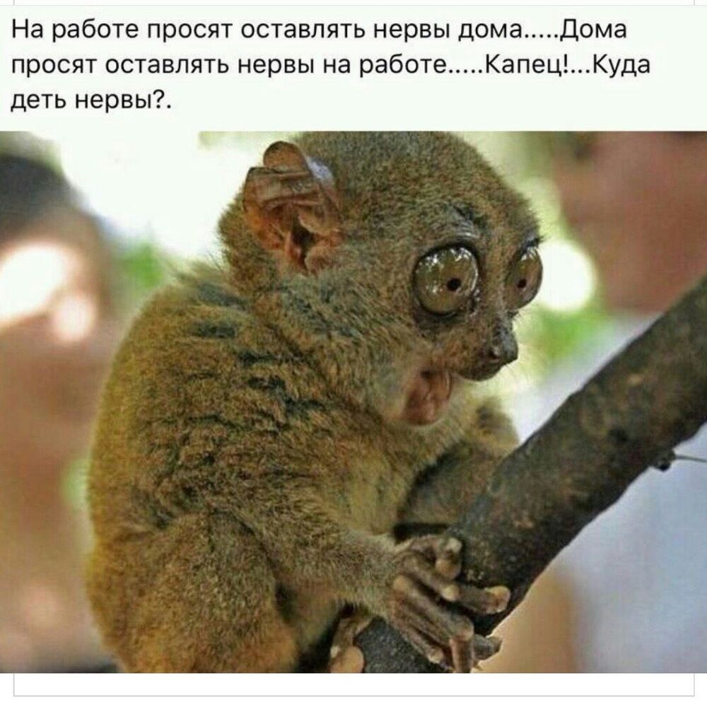 На работе просят оставлять нервы дома Дома просят оставлять нервы на работе КапецКуда деть нервы