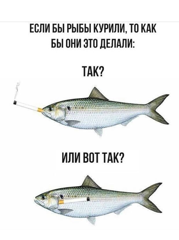 ЕСЛИ БЫ РЫБЫ КУРИЛИ ТО КАК БЫ ОНИ ЭТП ДЕЛАЛИ ТАК