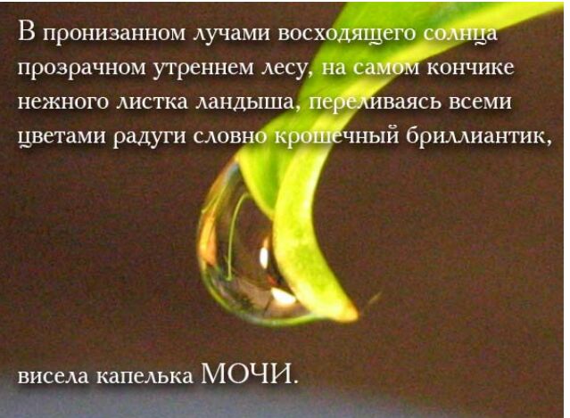 В пронизанном лучами ВОСХ прозрачном утреннем лесу кончике НСРКНОГО АИСТКа ландыша цветами РЗДУГИ САОВН чный бршииантик висела капелька МОЧИ