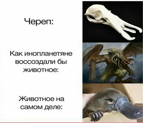 Череп Как инопланетяне воссоздали бы ЖИВОТНОе Животное на самом деле
