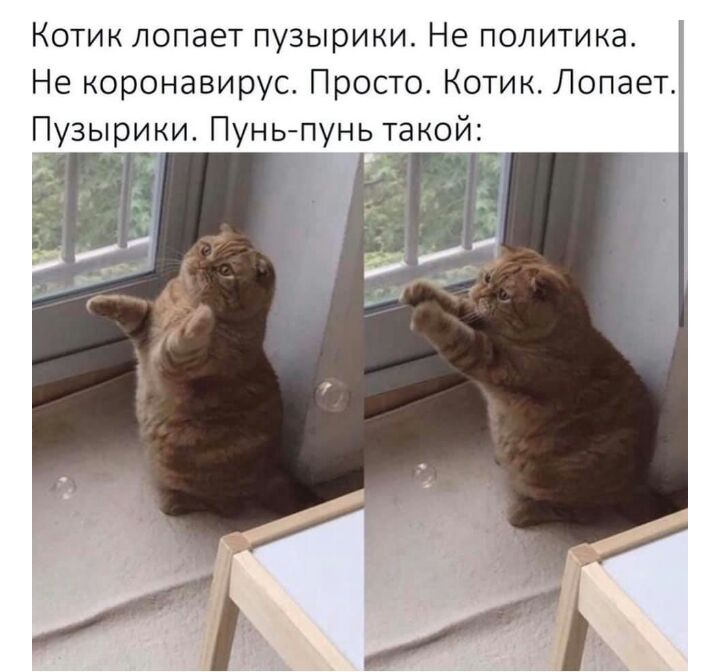 Котик лопает пузырини Не политика Не коронавирус Просто Котик Лопает Пузырики Пуньпунь такой