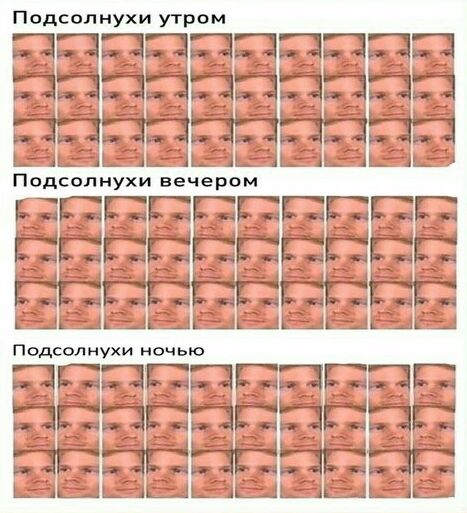 Подсол нухи угром Подсол нухи вечером АРБ _ Подсолнухи ночью ЁЁЁ 312 ЁЁ т ЦішизтЬд Еваи ЫЫЫ _аш