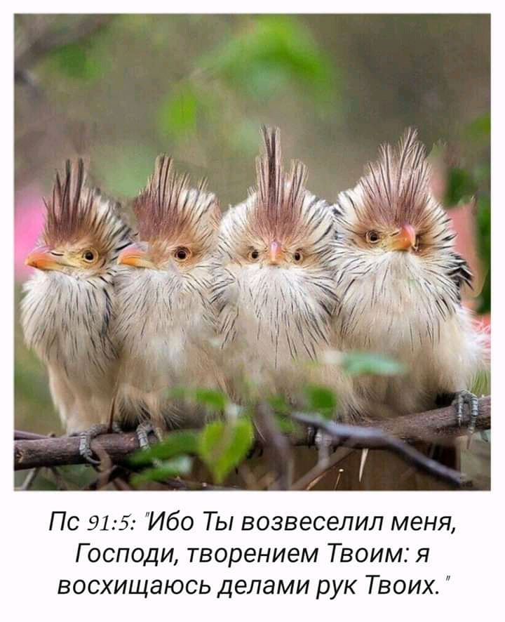 Пс 915 Ибо Ты возвеселил меня Господи творением Твоим я восхищаюсь делами рук Твоих