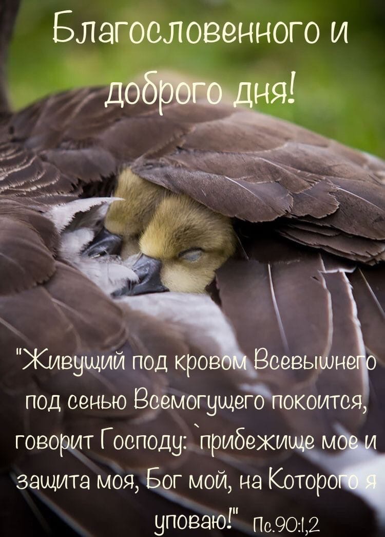 1 9 3 ч Живущий под кро нейо под сенью ВвемогущегОпокоится говорит Господу прибежище м защита моя Бог мой на Котор уповаю Пс902