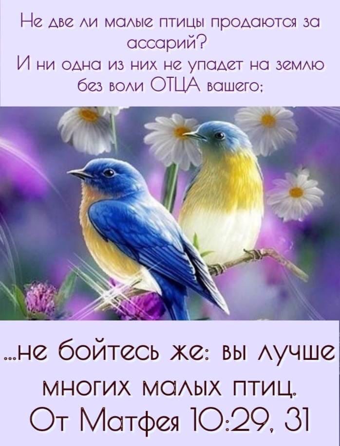 Не Аве АИ маАые птицы продаются за ассарий И ни ОАНО из них не упадет на земмо без БОАИ ОТЦА вашего не бойтесь же вы Аучше многих маАых птиц От Матфея 1029 31
