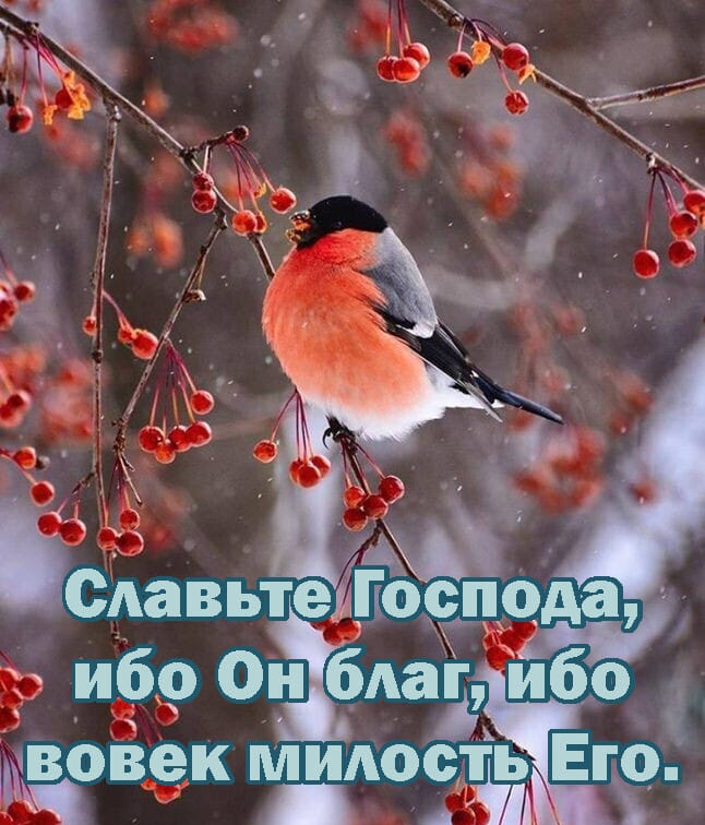 _ сАавьтеиПосздчдт ы ибр Он бАаБи ибо вожак МИАость Его тх